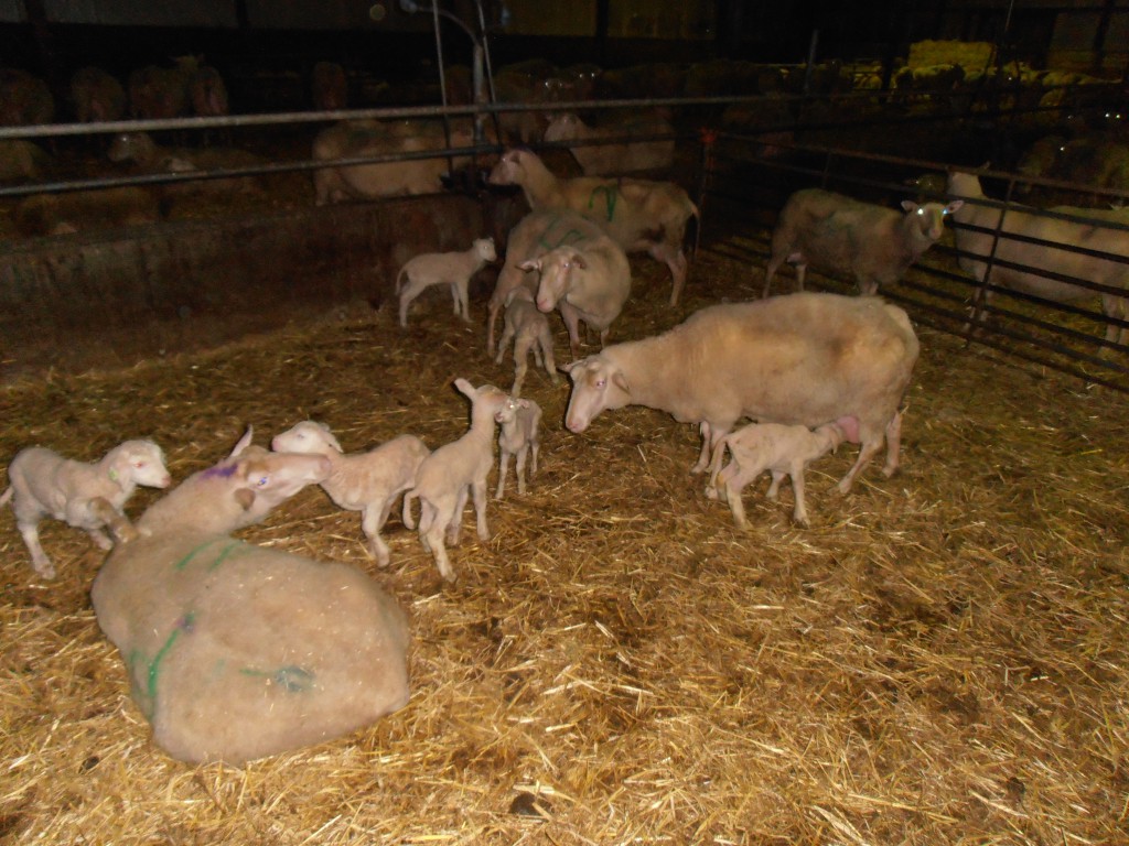 bongastate schapen met lammetjes in groepshok